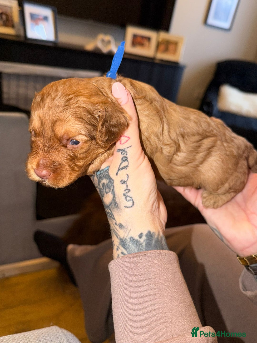 Cockapoo dogs for sale: 7 absolutely adorable cockapoo pups!  - Advert 3
