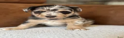 Jackapoo dogs for sale: 4th Gen merle jackapoo puppies (much wenlock)  - Advert 10
