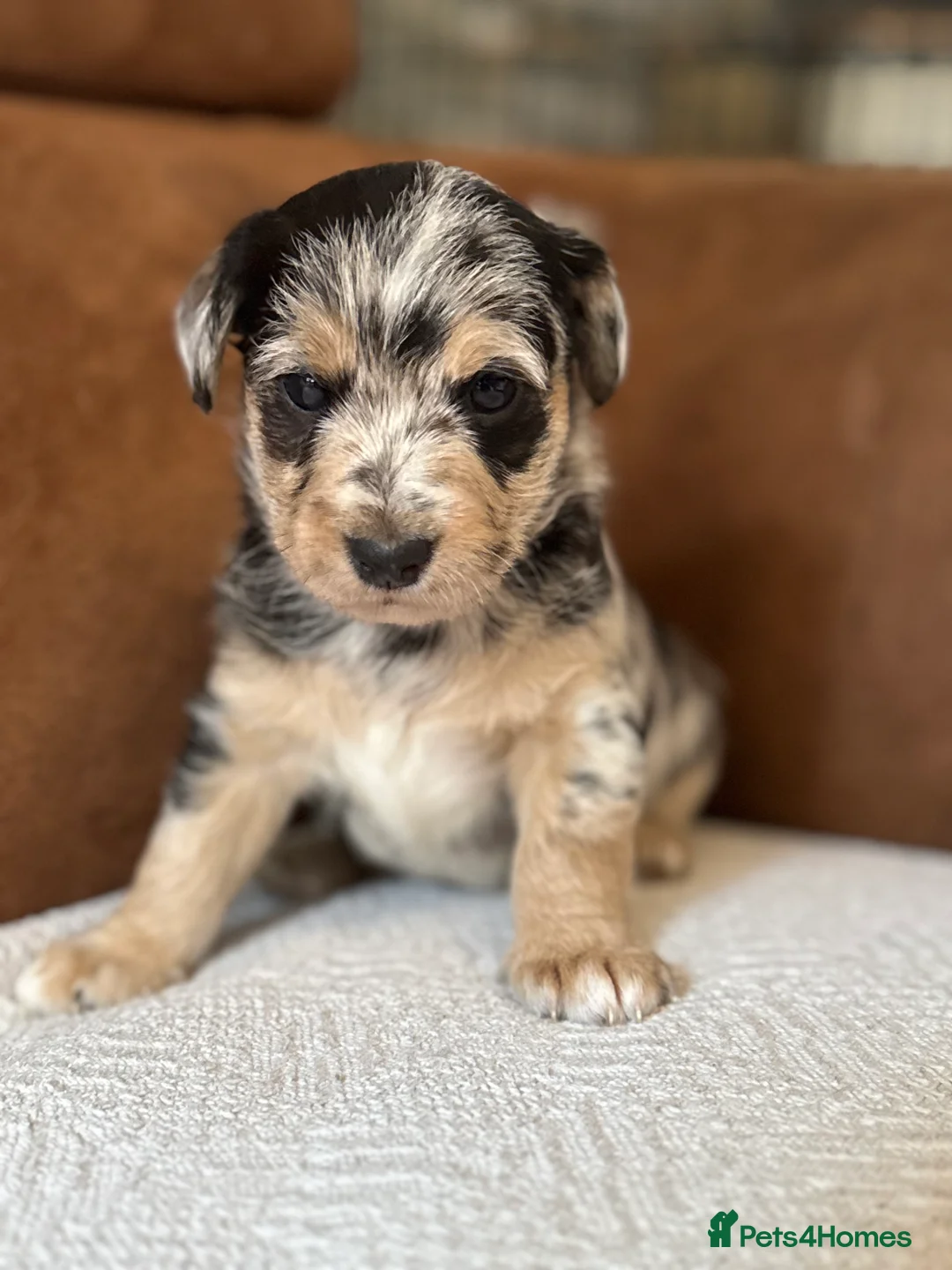 Jackapoo dogs for sale: 4th Gen merle jackapoo puppies (much wenlock)  - Advert 10