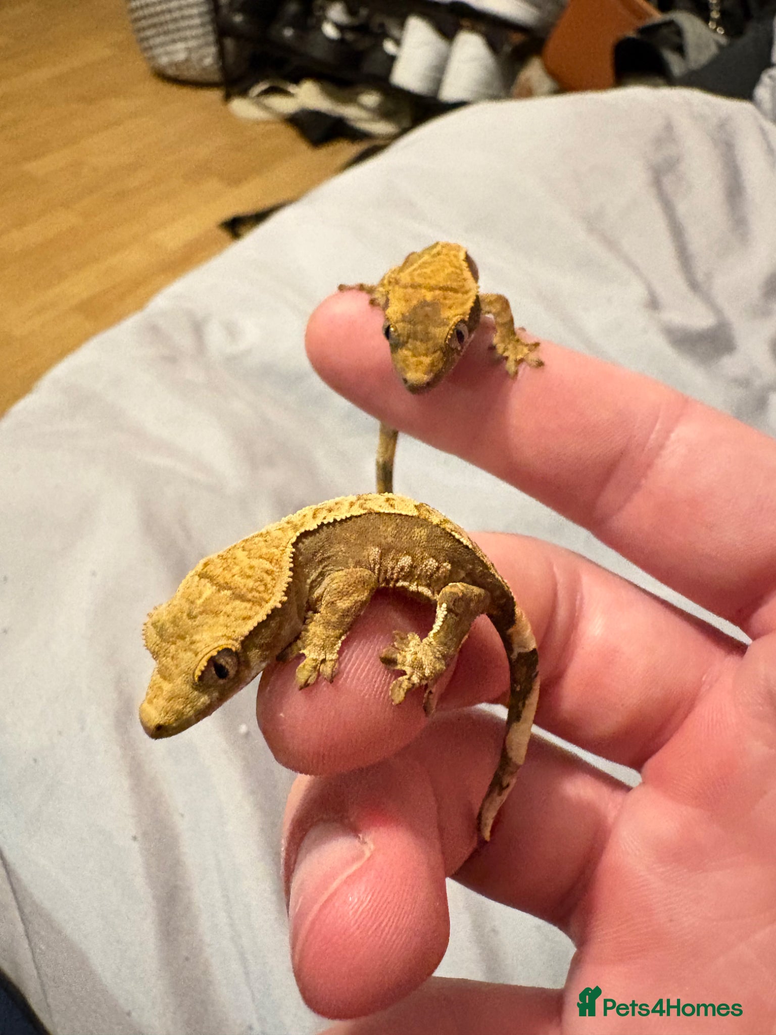 Gecko reptiles Crested Gecko - Advert 5