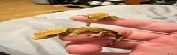 Gecko reptiles for sale: Crested Gecko in Waltham Cross - Advert 1