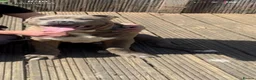 Mixed Breed dogs for sale: Bullmastiff x staffy - Advert 2