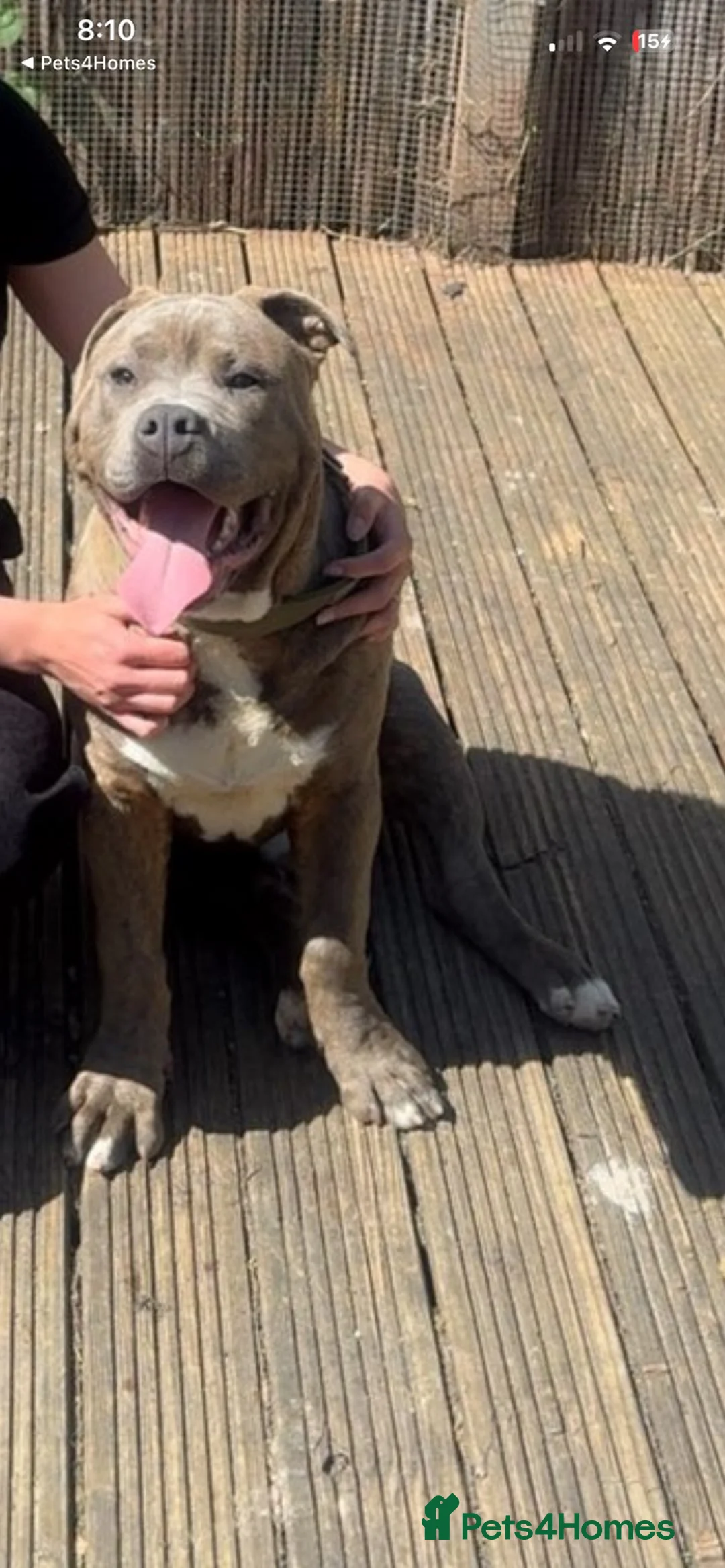 Mixed Breed dogs for sale: Bullmastiff x staffy - Advert 2