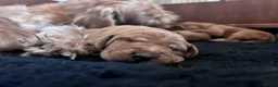 Hungarian Vizsla dogs for sale: Wirehaired Vizsla Puppies - Advert 11