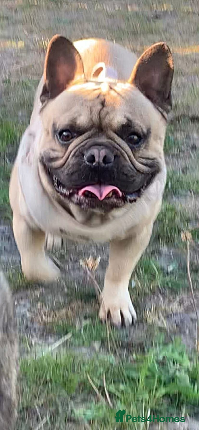 French Bulldog dogs 2 Male KC registered French Bulldogs - Advert 4