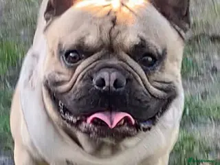 French Bulldog dogs 2 Male KC registered French Bulldogs - Advert 4