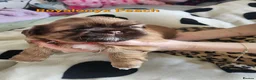 Shih Tzu dogs for sale: Shih tzu puppies imperial line  - Advert 12