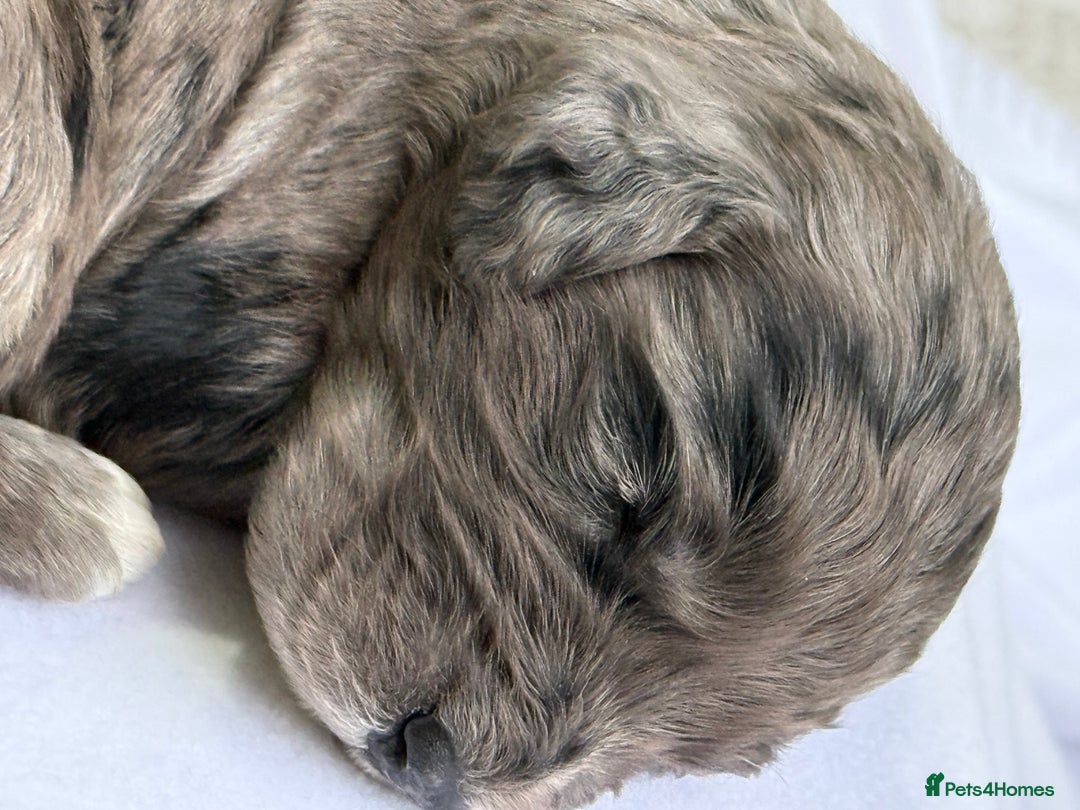 Cockapoo dogs for sale: F1 COCKAPOO PUPS - Advert 6