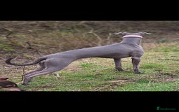 Whippet dogs for sale: 3/4 Whippet 1/4 Italian greyhound  - Image 10