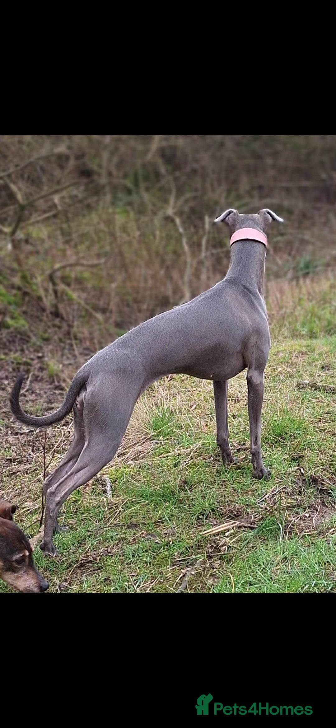 Whippet dogs for sale: 3/4 Whippet 1/4 Italian greyhound  - Image 10