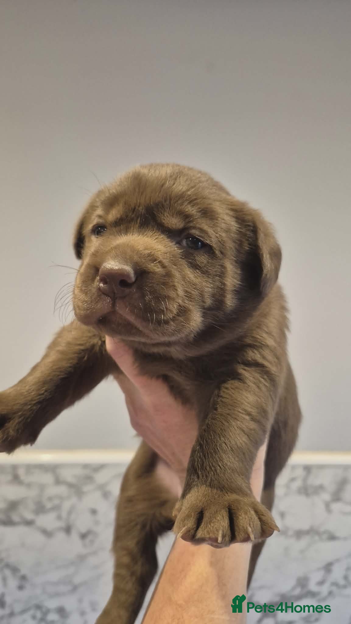 Labrador Retriever dogs 🤎 Chocolate Labrador Boys Ready Soon. - Advert 5