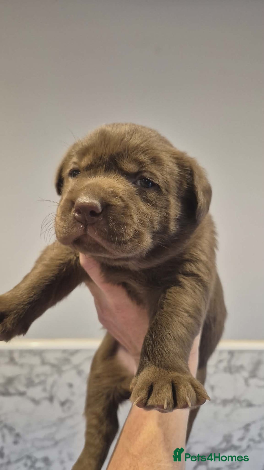 Labrador Retriever dogs for sale: 🤎 Chocolate Labrador Boys Ready Soon. - Advert 1