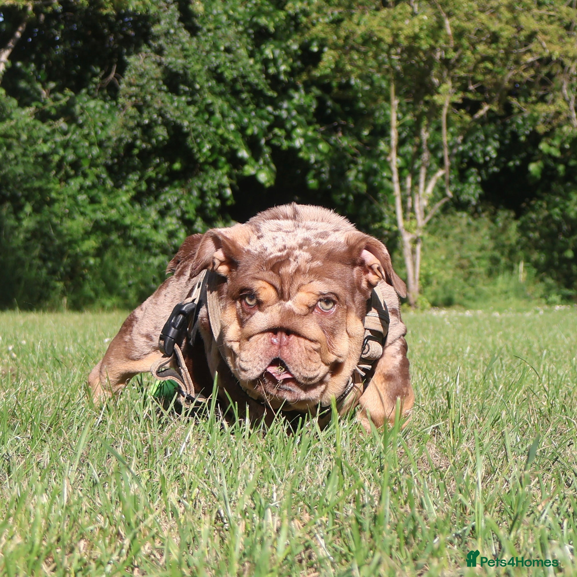 English Bulldog dogs Gorgeous English Bulldog Pups - Advert 2