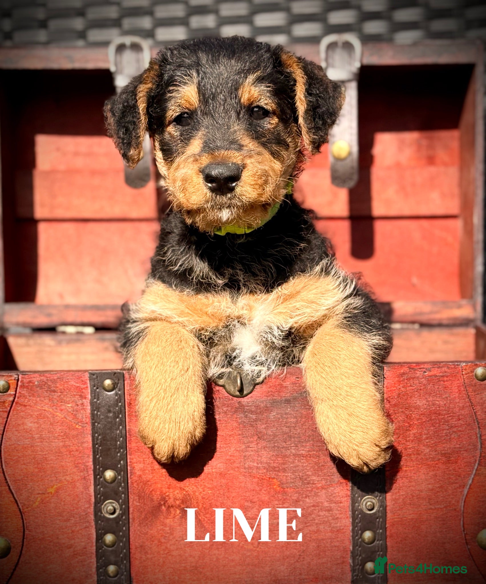 Airedale Terrier dogs ADORABLE AIREDALE PUPS FROM 5 ⭐️ LICENSED BREEDERS - Advert 2