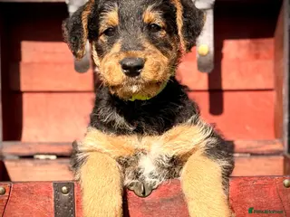Airedale Terrier dogs ADORABLE AIREDALE PUPS FROM 5 ⭐️ LICENSED BREEDERS - Advert 2