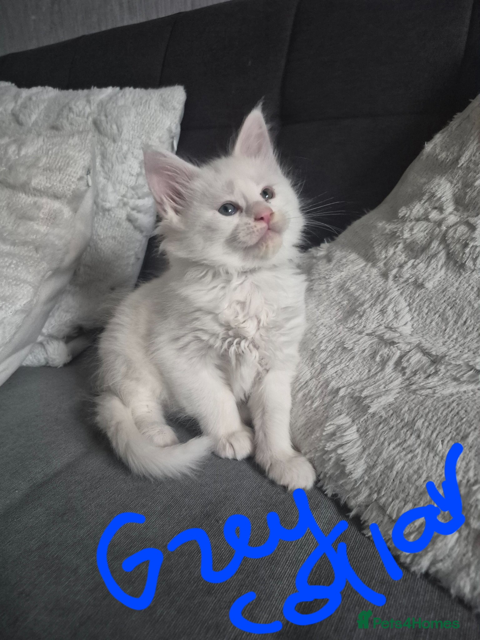 Maine Coon cats White Maine Coon Kittens  - Advert 14