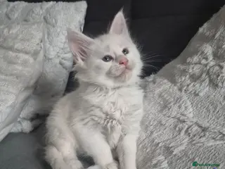Maine Coon cats White Maine Coon Kittens - Advert 14