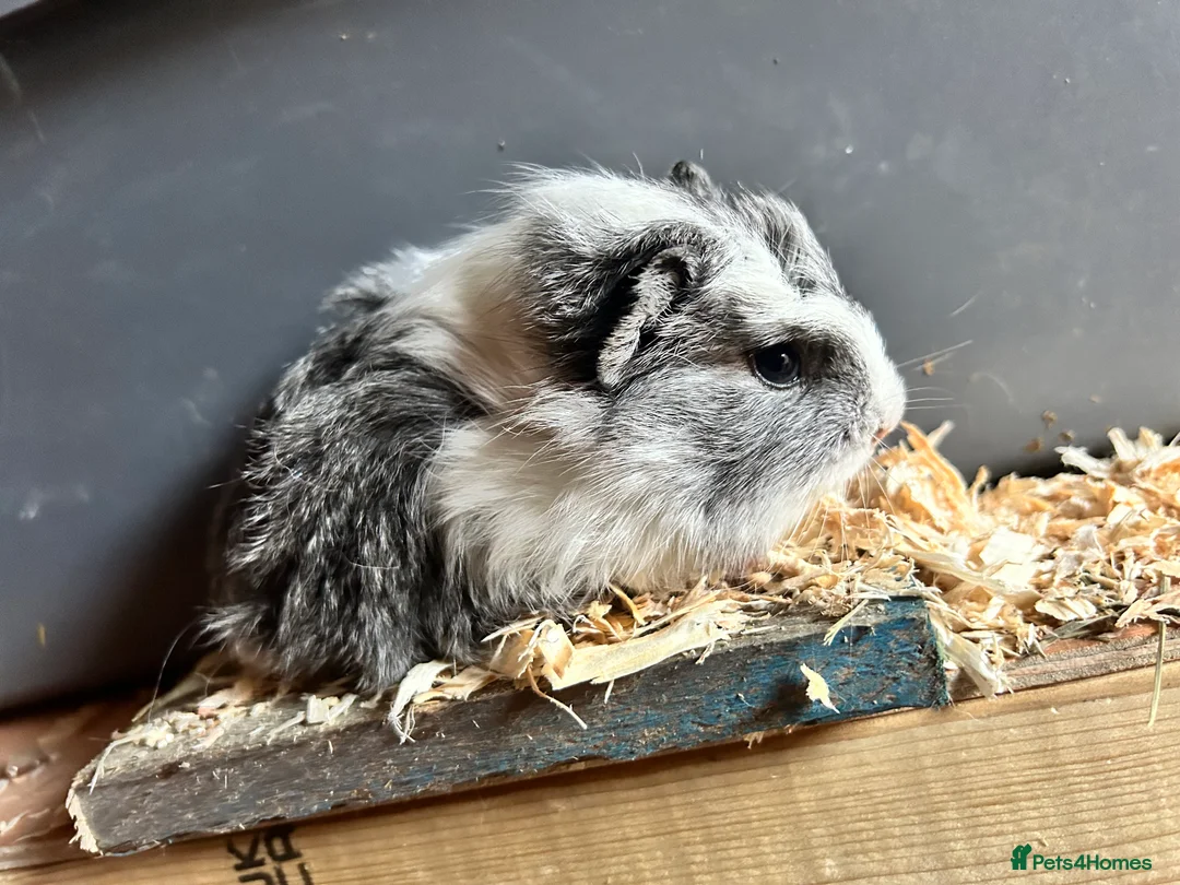 Guinea Pig rodents for sale: Guinea pigs for sale - Advert 1