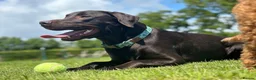 Labrador Retriever dogs for sale: Fantastic kc registered Labrador puppies 🐶  in Lymington - Advert 1