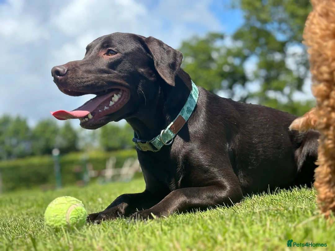 Labrador Retriever dogs for sale: Fantastic kc registered Labrador puppies 🐶  in Lymington - Advert 1