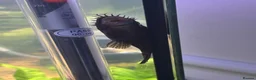 Plecos fish for sale: Bristlenose pleco male in Havant - Advert 2