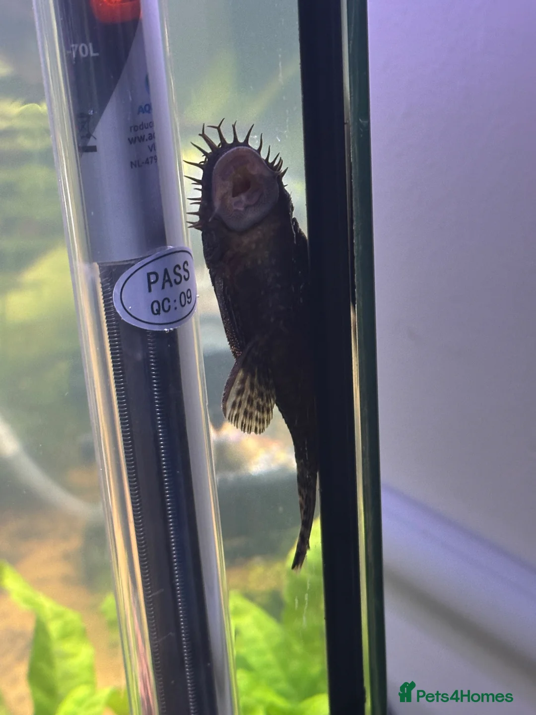 Plecos fish for sale: Bristlenose pleco male in Havant - Advert 2