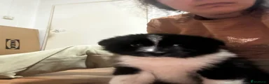 Pomsky 6