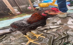 Chickens poultry for sale: Aseel chickens  - Image 9