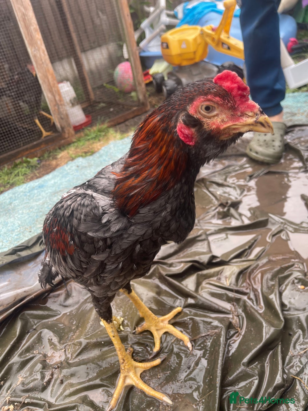Chickens poultry for sale: Aseel chickens  - Image 9
