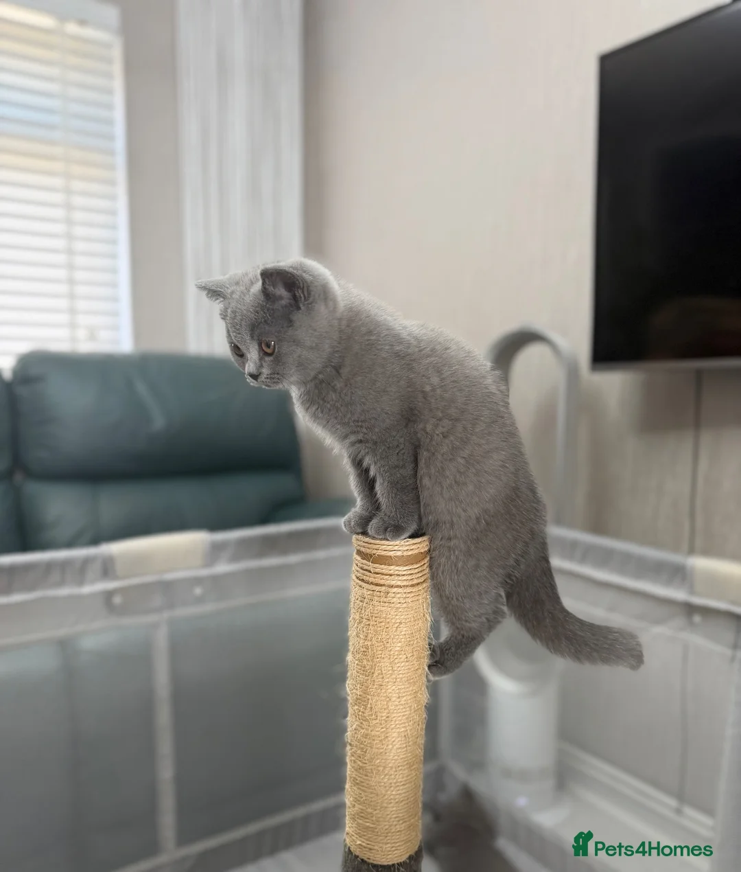British Shorthair cats for sale: British shorthair ❤️❤️ Ready to go 🏡 - Advert 2