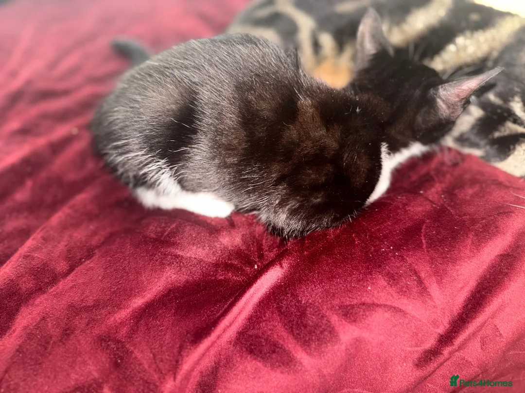 Bengal cats for sale: Stunning litter of Bengal cross kittens  - Advert 2