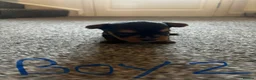 Yorkshire Terrier dogs for sale: Gorgeous Yorkshire terriers  - Advert 9