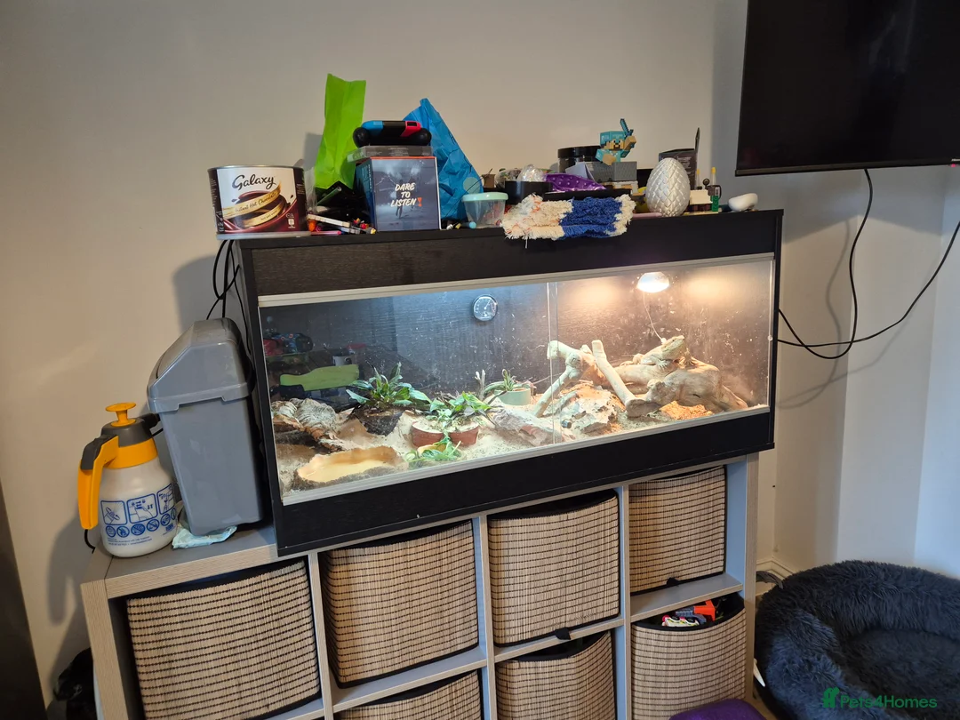 Bearded Dragon reptiles for sale: Bearded Dragon for Sale in Peterborough - Advert 6