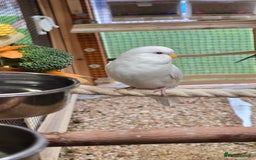 Budgerigars birds for sale: Young budgerigars for sale. - Image 10