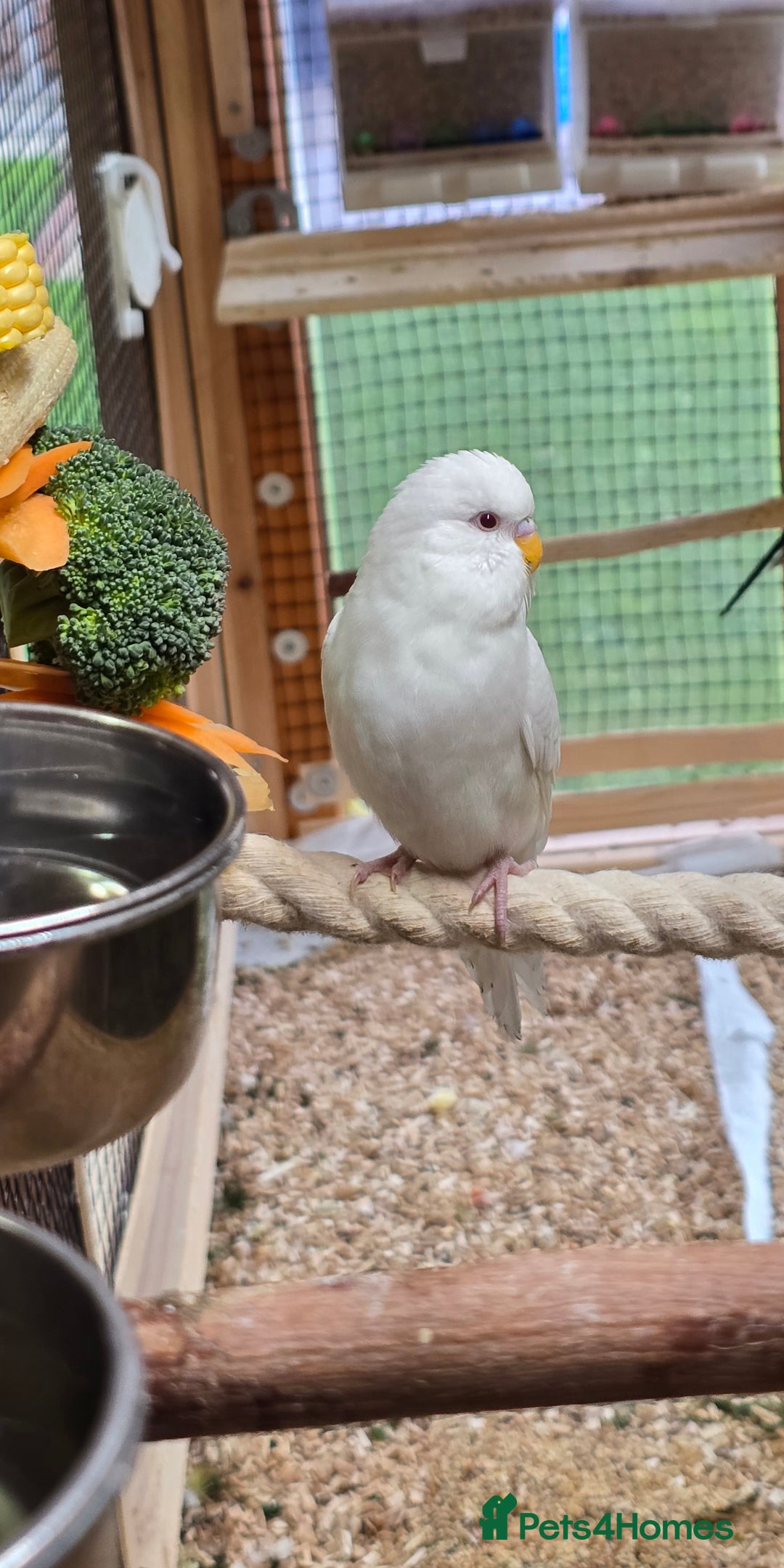 Budgerigars birds for sale: Young budgerigars for sale. - Image 10