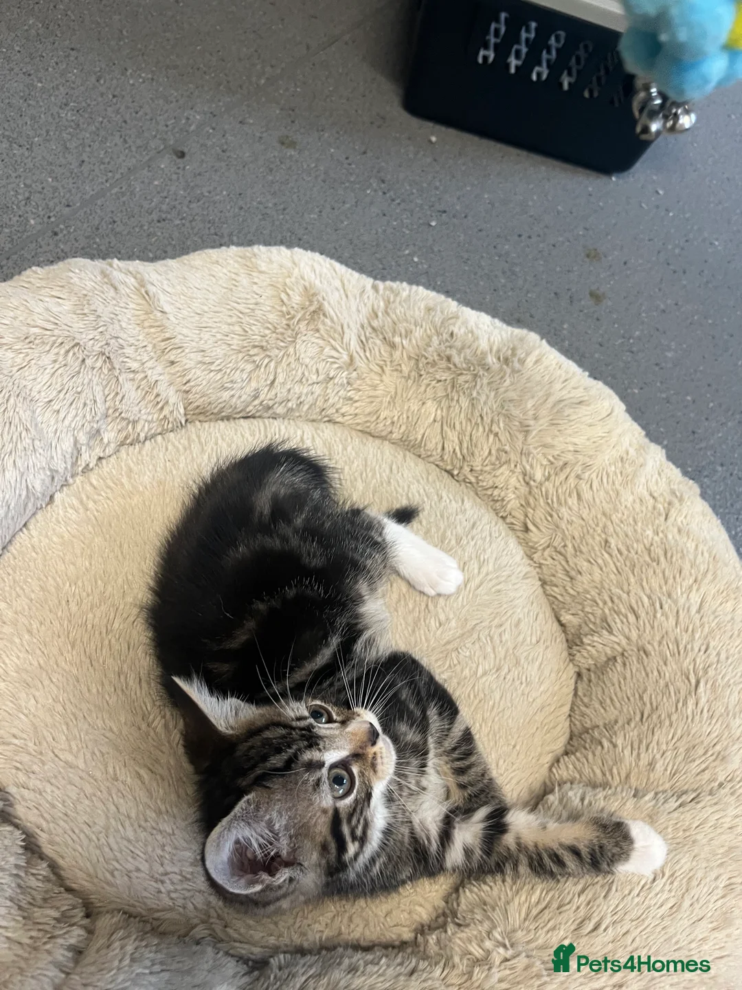 Mixed Breed cats for sale: Stunning 7 week old Mixed Breed Male Tabby Kittens - Advert 10