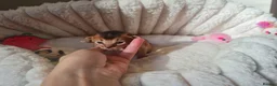 Abyssinian cats for sale: One beautiful Abyssinian boy - Advert 24