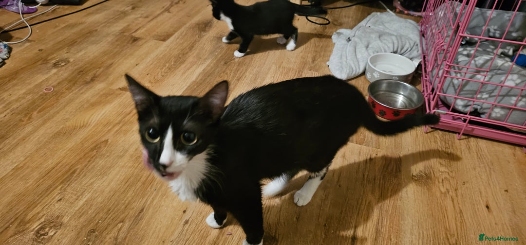 Mixed Breed cats for sale: 3 kittens and mum  - Image 4