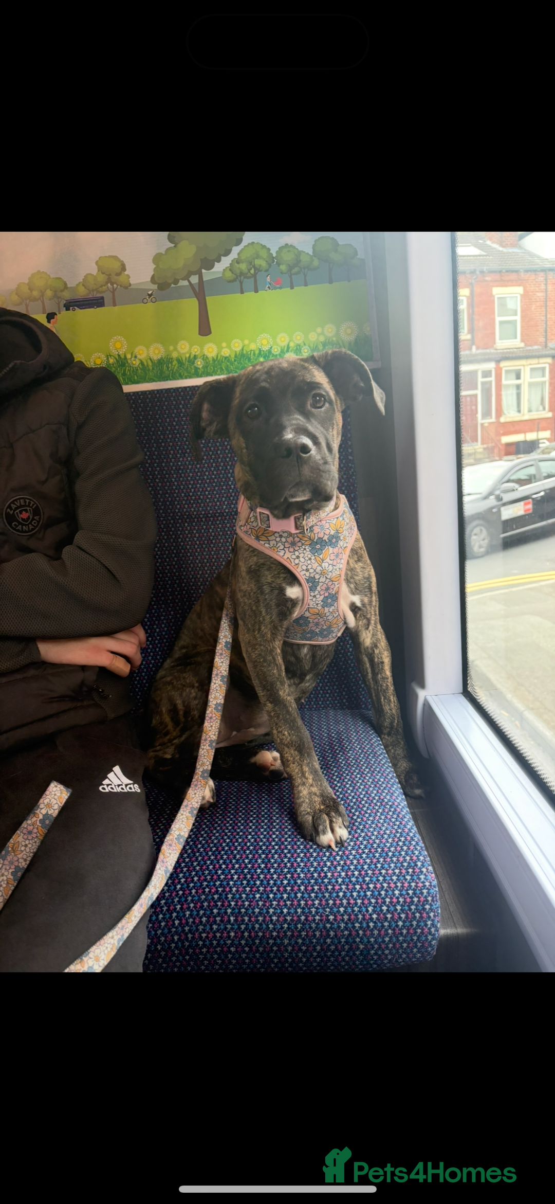 Mixed Breed dogs for sale: This is nova - Advert 6