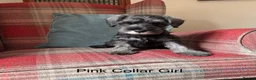 Miniature Schnauzer dogs for sale: KC registered, health tested, puppies ready now! - Advert 3