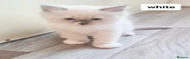 Ragdoll 2