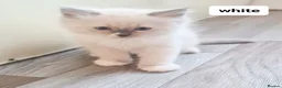 Ragdoll cats for sale: Pure ragdoll kitten  in Leicester - Advert 24