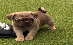 Pug dogs for sale: stunning KC Registered PUG puppies  - Image 9