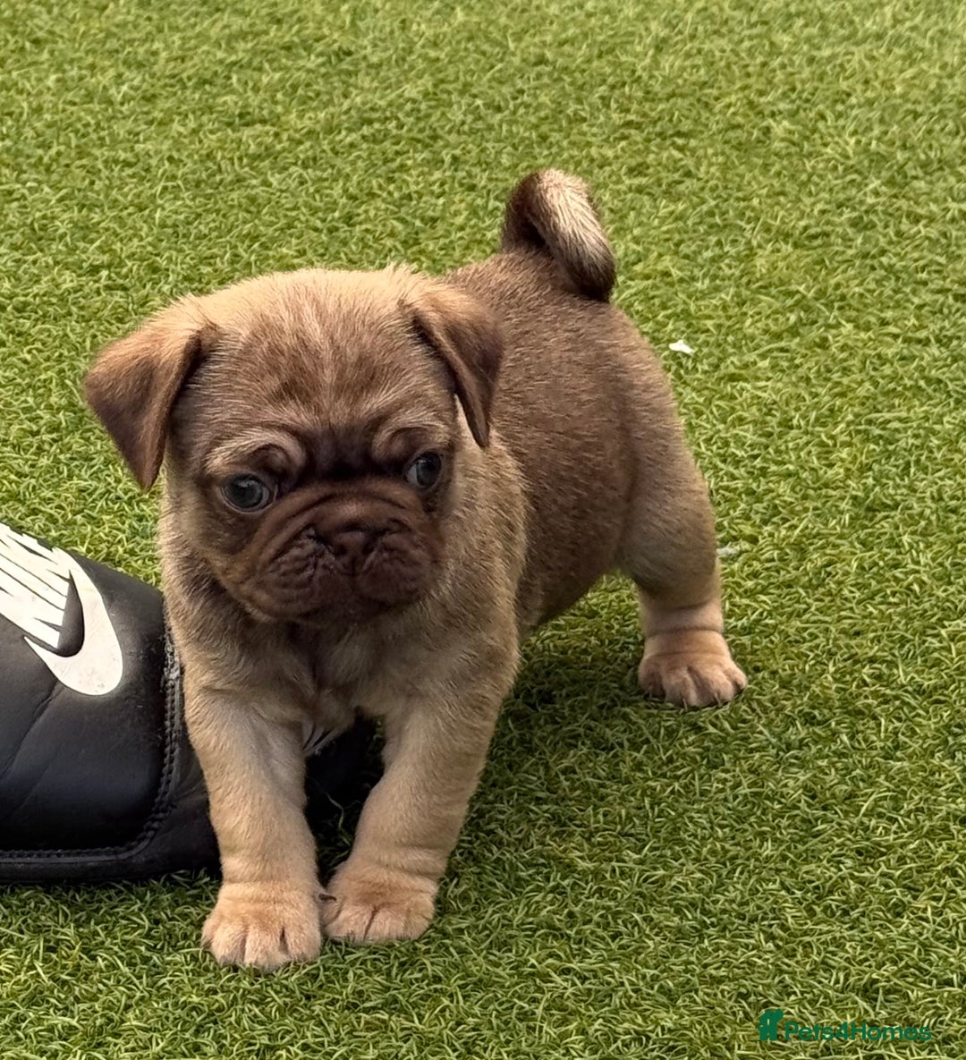 Pug dogs for sale: stunning KC Registered PUG puppies  - Image 9