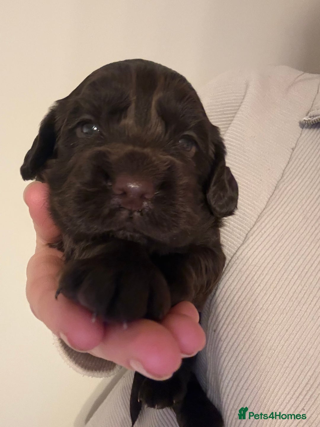 Cocker Spaniel dogs for sale: Working Cocker spaniel puppies  - Advert 5