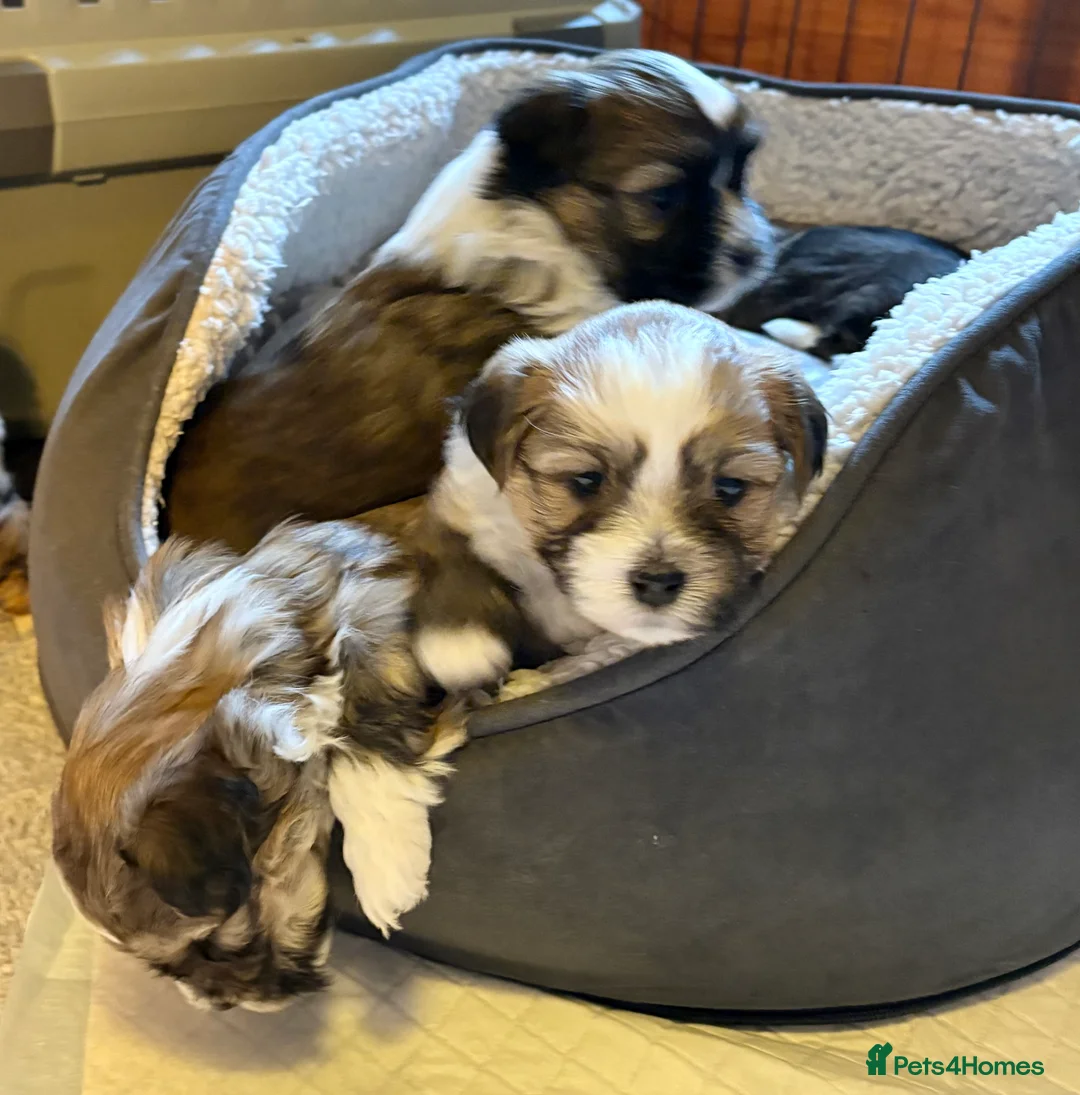 Havanese dogs for sale: Gorgeous Havanese Puppies  - Advert 6