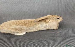 French Lop rabbits for sale: Baby lops in Hexham - Image 16