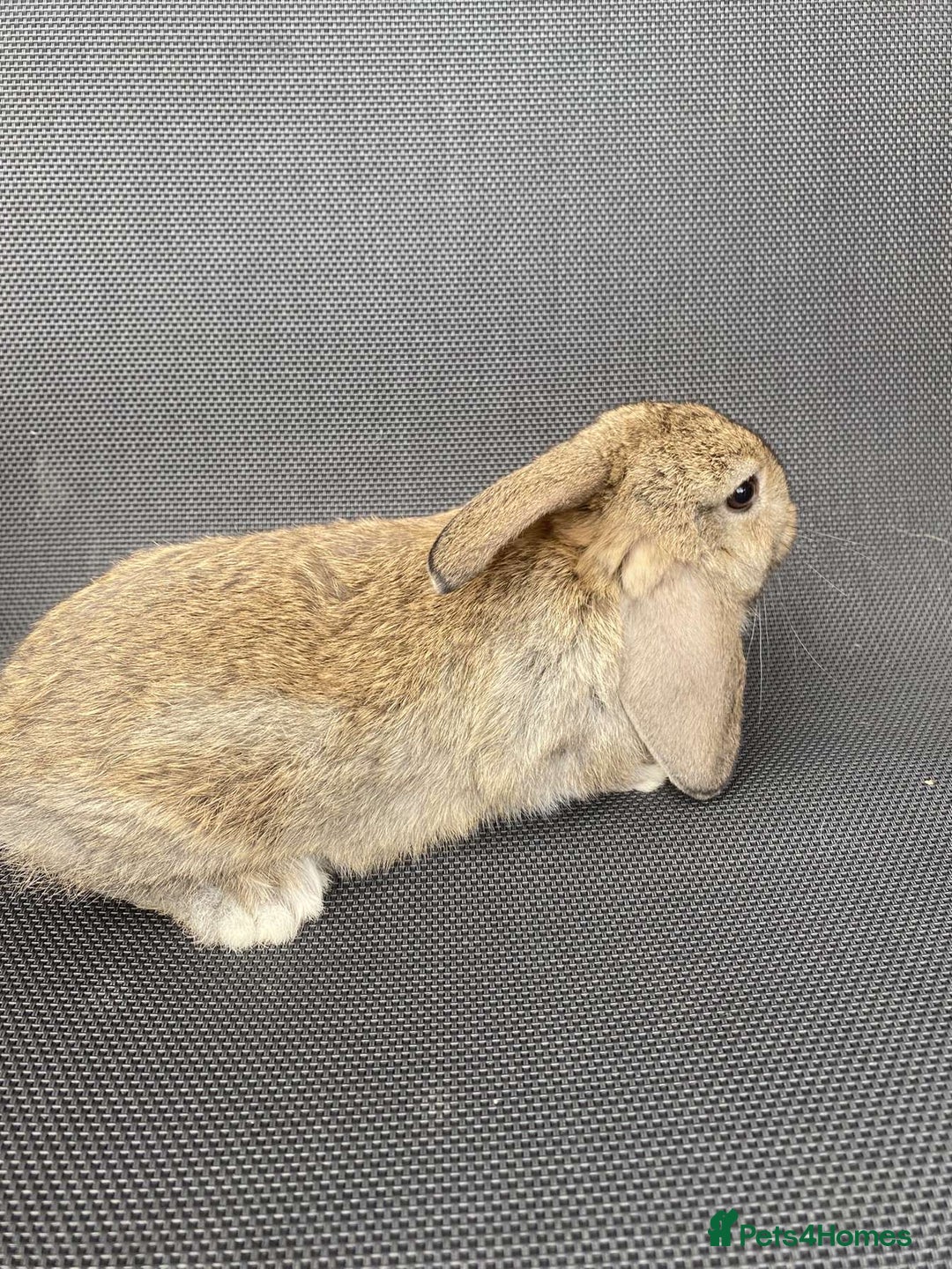 French Lop rabbits for sale: Baby lops in Hexham - Image 16