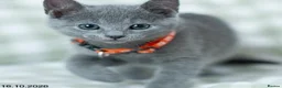 Russian Blue cats for sale: Adorable Russian Blue Kittens. - Advert 13