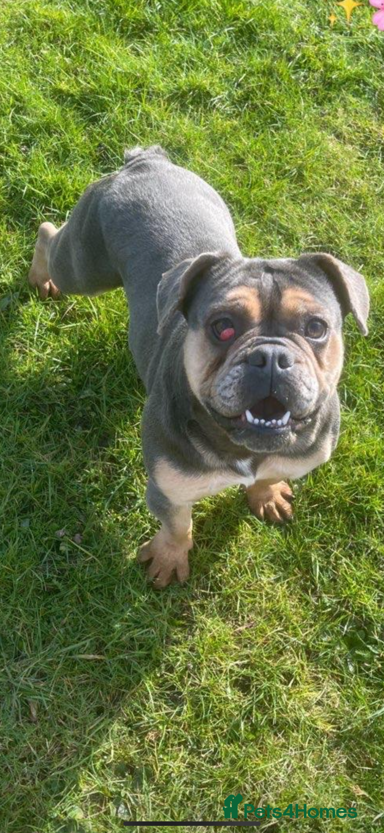 Mixed Breed dogs Mabel- English x French bulldog - Advert 4